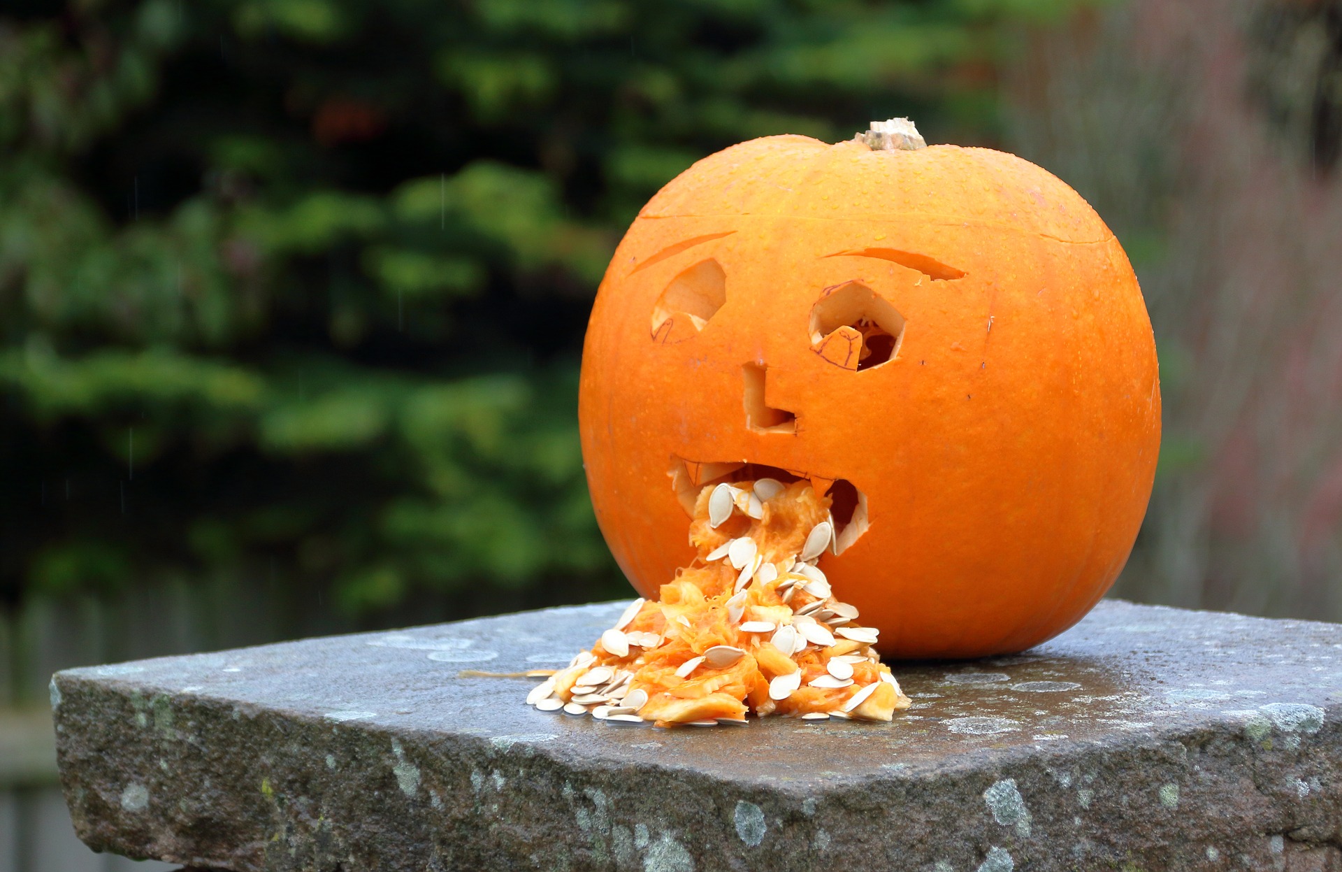 pumpkin vomiting seeds