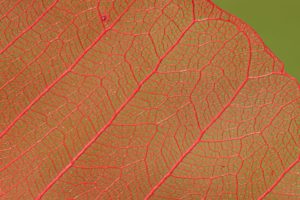 kratom strains explained: red vein