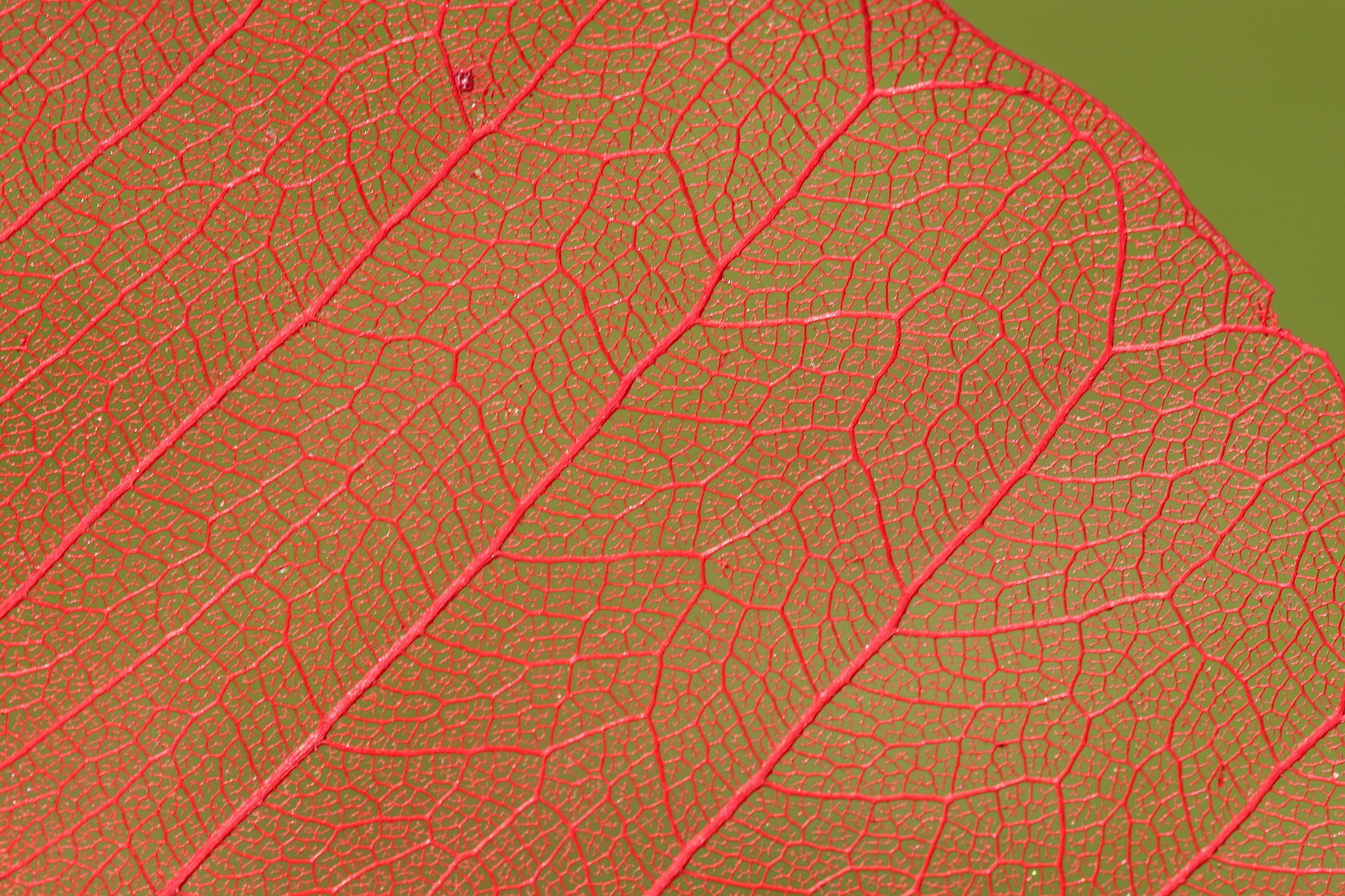 leaf red stem