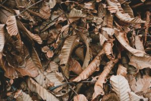 Dried kratom leaves