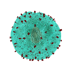 human cell