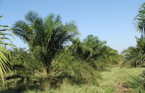 Palm oil trees