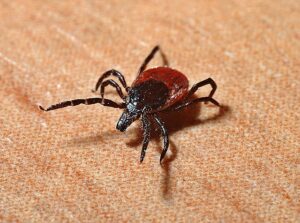 A black-legged tick that could infect people with Lyme disease