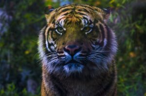 A close-up photo of a Sumatran tiger