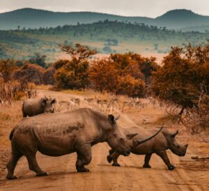 A herd of rhinos in an African landscape