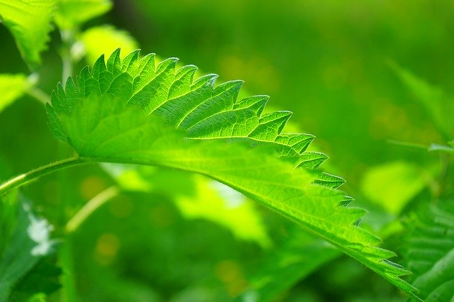 kratom alternatives for pain relief