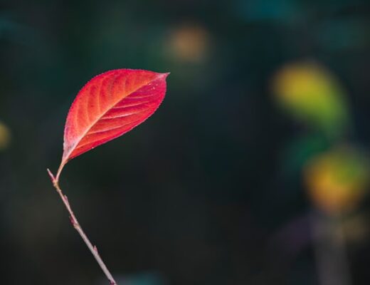 A red leaf